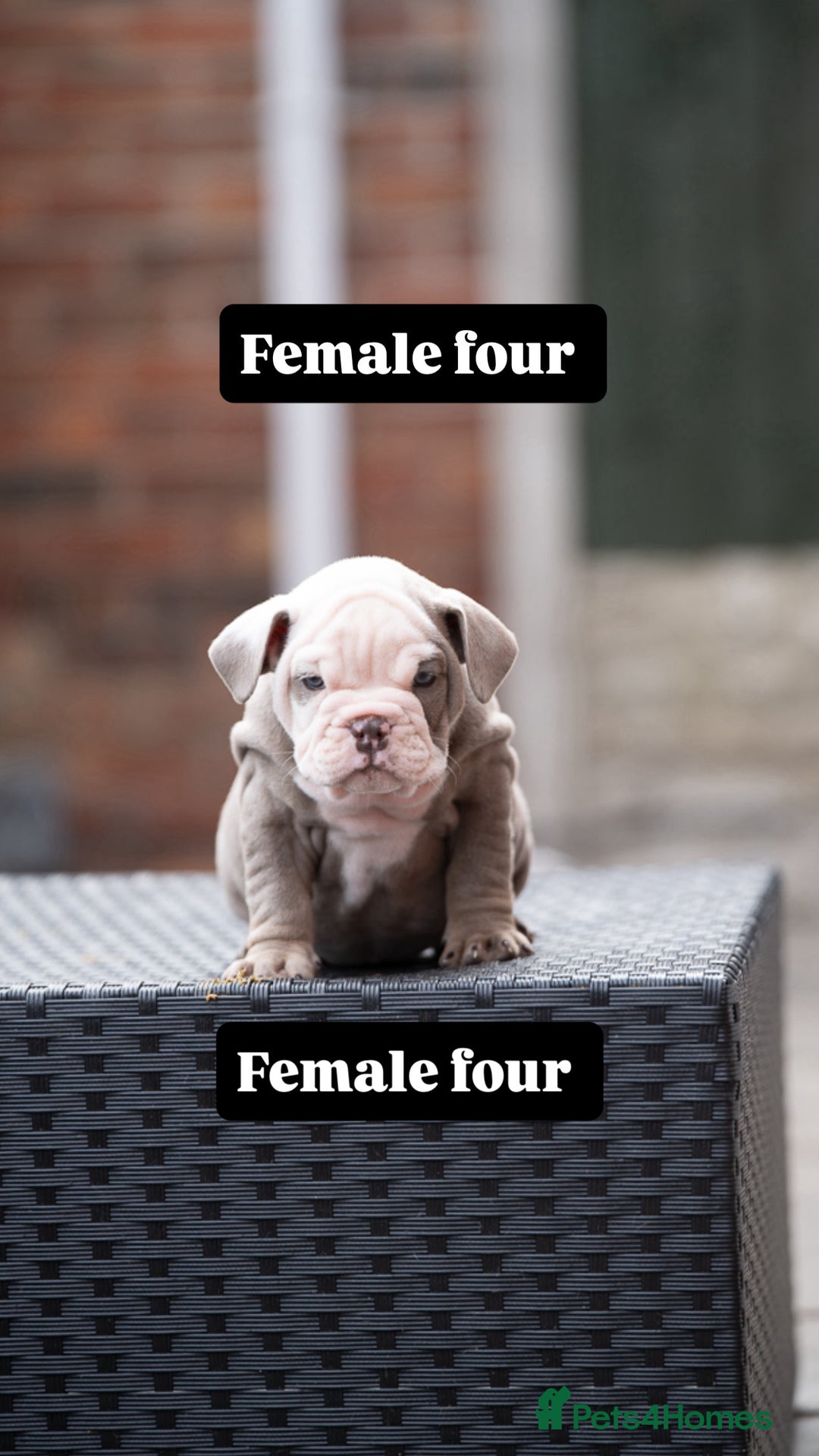 English Bulldog dogs for sale: English bulldog pups for sale  - Image 29