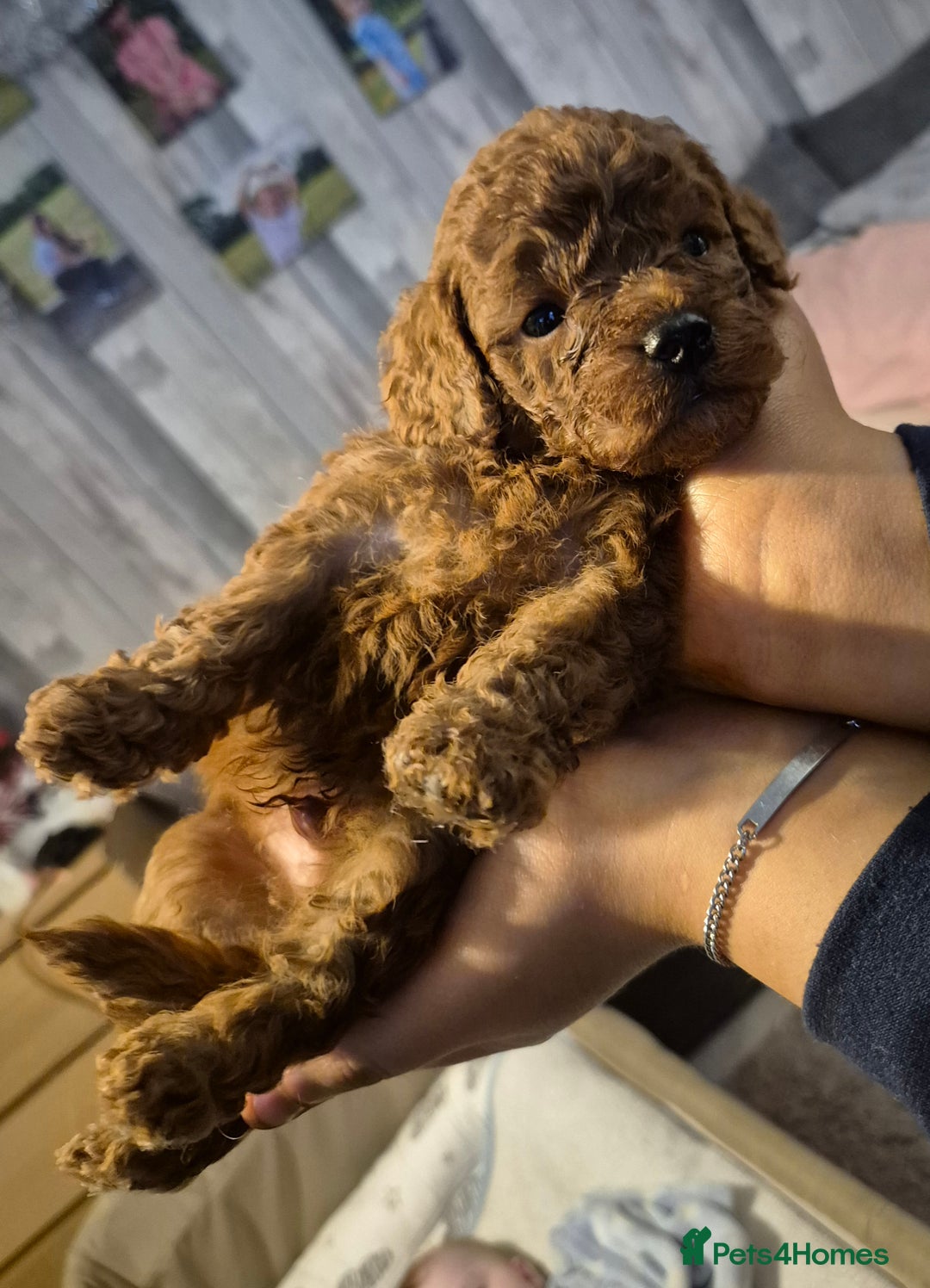 Cavapoo dogs for sale: TINY TOY CAVAPOO HEALTH TESTED  - Advert 7