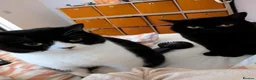 British Shorthair cats for sale: British Shorthair sisters in Rugby - Advert 7