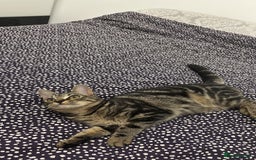 European cats for sale: Russian tabby 🥰 - Image 1