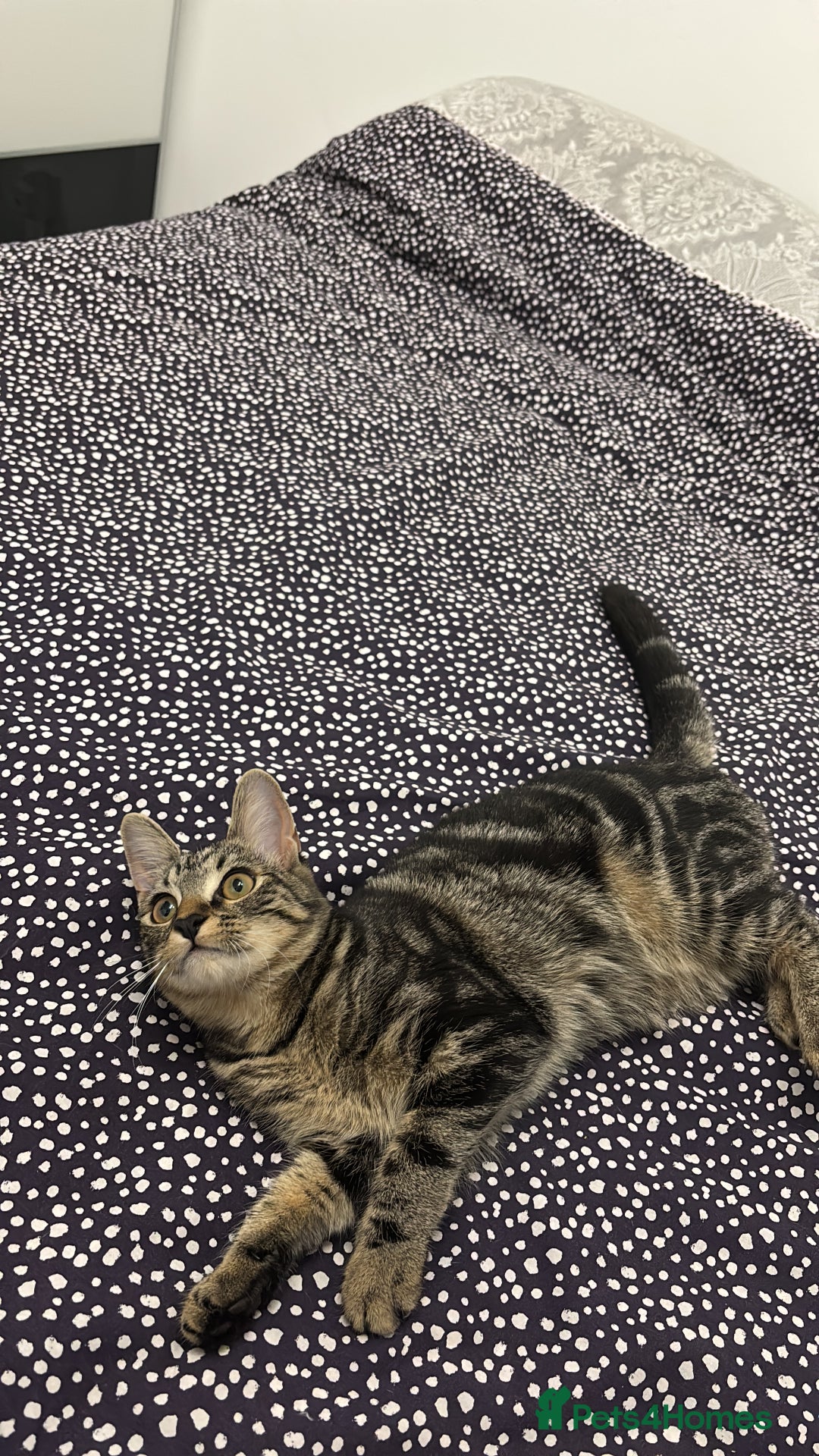 European cats for sale: Russian tabby 🥰 - Image 1