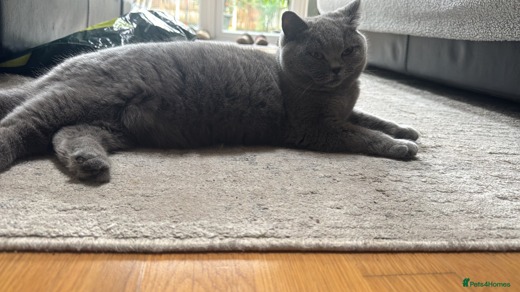 British Shorthair cats British short hair girls! - Advert 1
