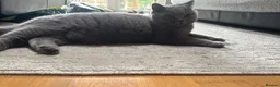 British Shorthair cats for sale: British short hair girls! - Advert 1