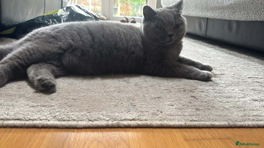 British Shorthair cats for sale: British short hair girls! - Advert 1