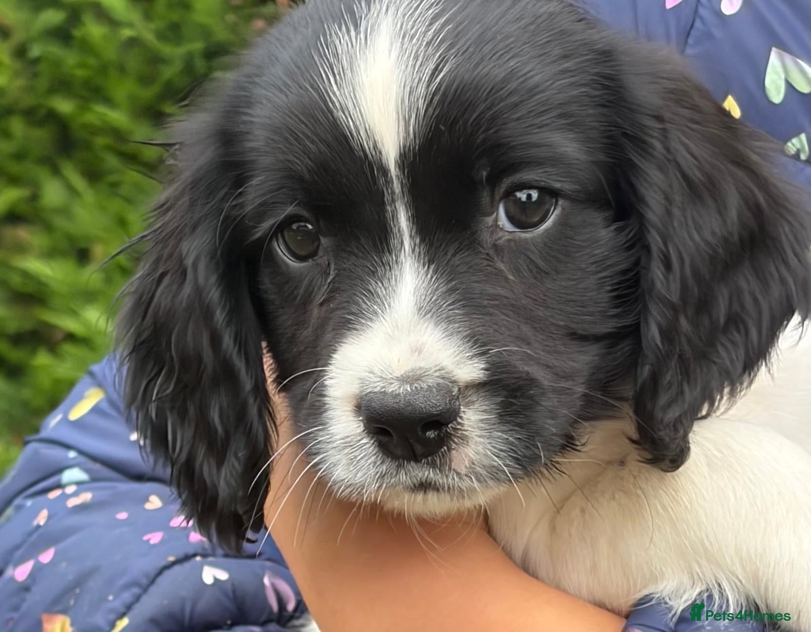 English Springer Spaniel dogs One male, IR FTCH Sired springer spaniel puppies  - Advert 2