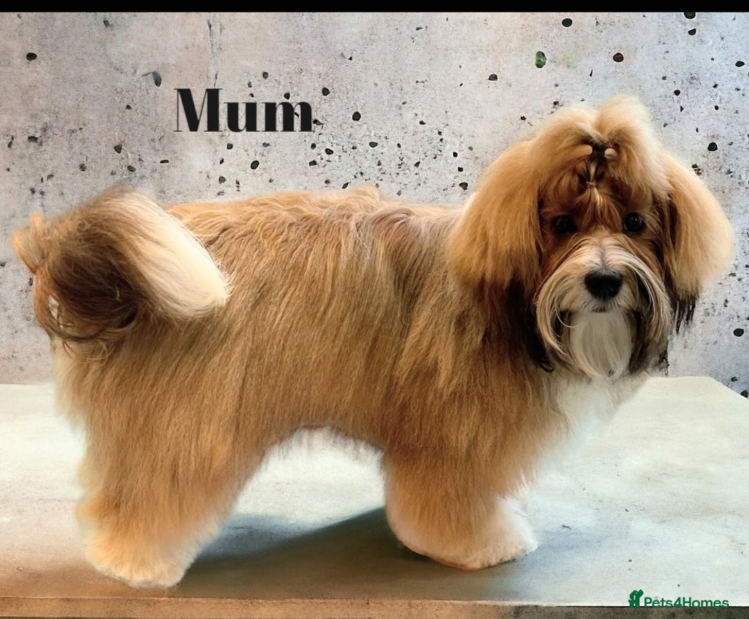 Havanese dogs for sale: Purebred KC Havanese puppies COI 0,2% - Image 4