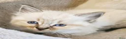 Ragdoll cats for sale: Stunning ragdoll kittens - Advert 16