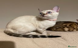 Bengal cats for sale:  Beautiful Bengal ready to reserve - Image 30