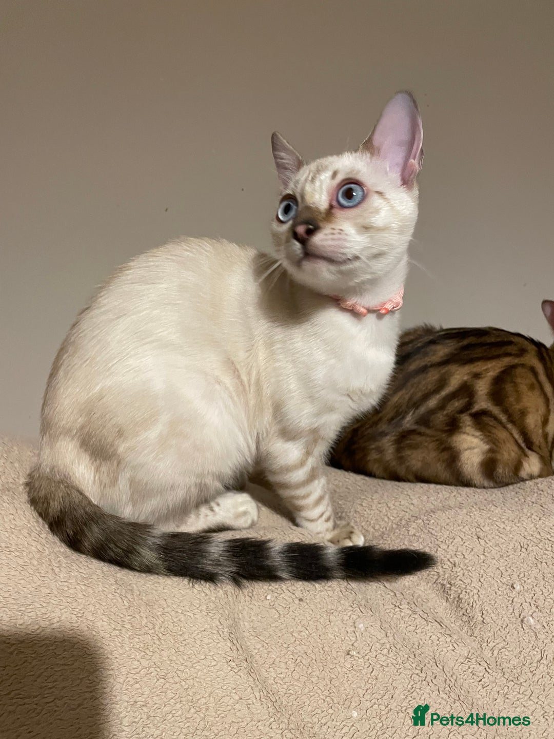 Bengal cats for sale:  Beautiful Bengal ready to reserve - Image 30