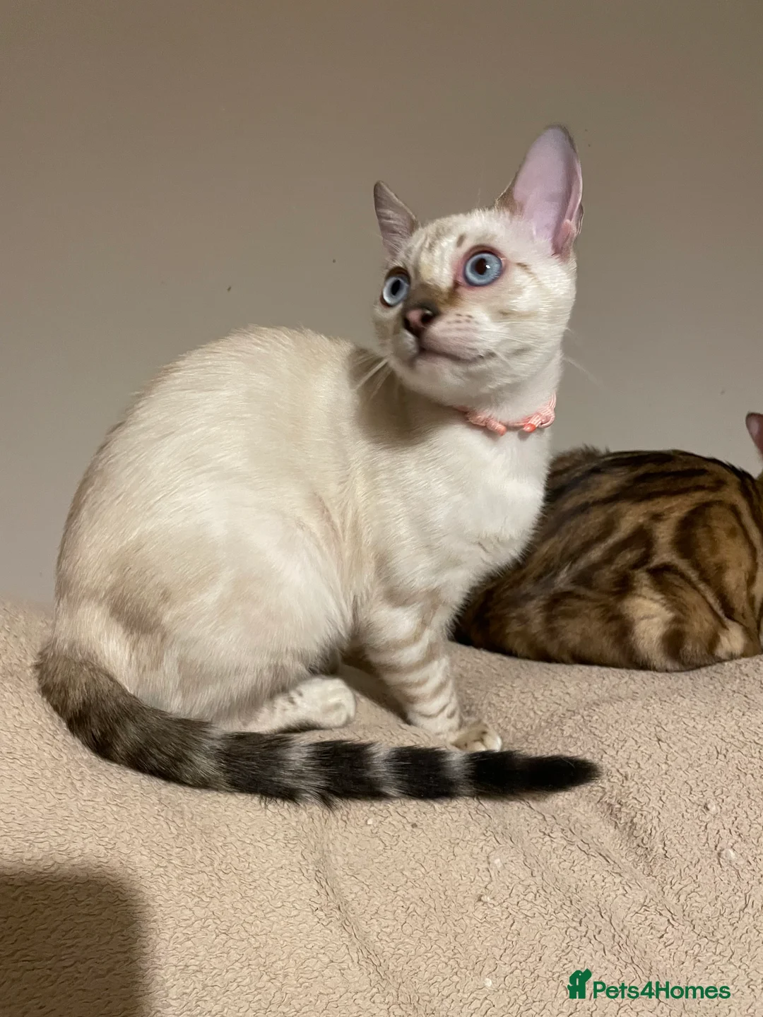 Bengal cats for sale:  Beautiful Bengals able to leave. - Advert 29