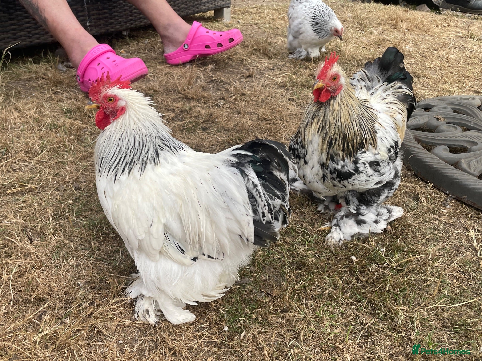 Chickens poultry Free Roosters Various size and breed - Advert 19