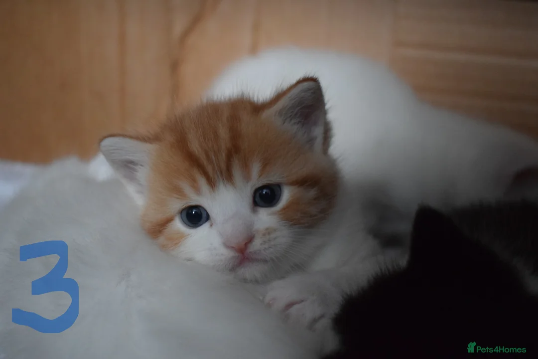 Mixed Breed cats for sale: Fluffy half ragdoll kittens available for sale - Advert 10