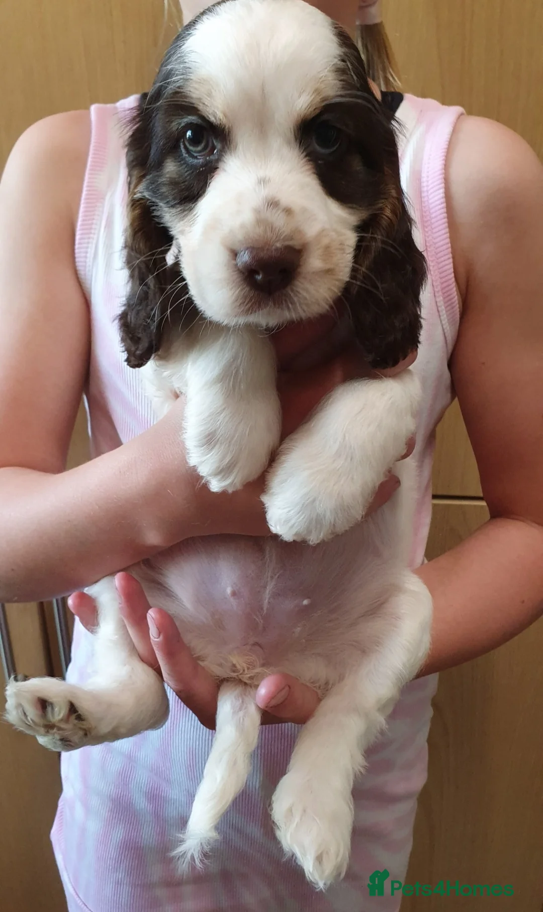 Cocker Spaniel dogs for stud: Show cocker Chocolate Roan stud - Advert 15