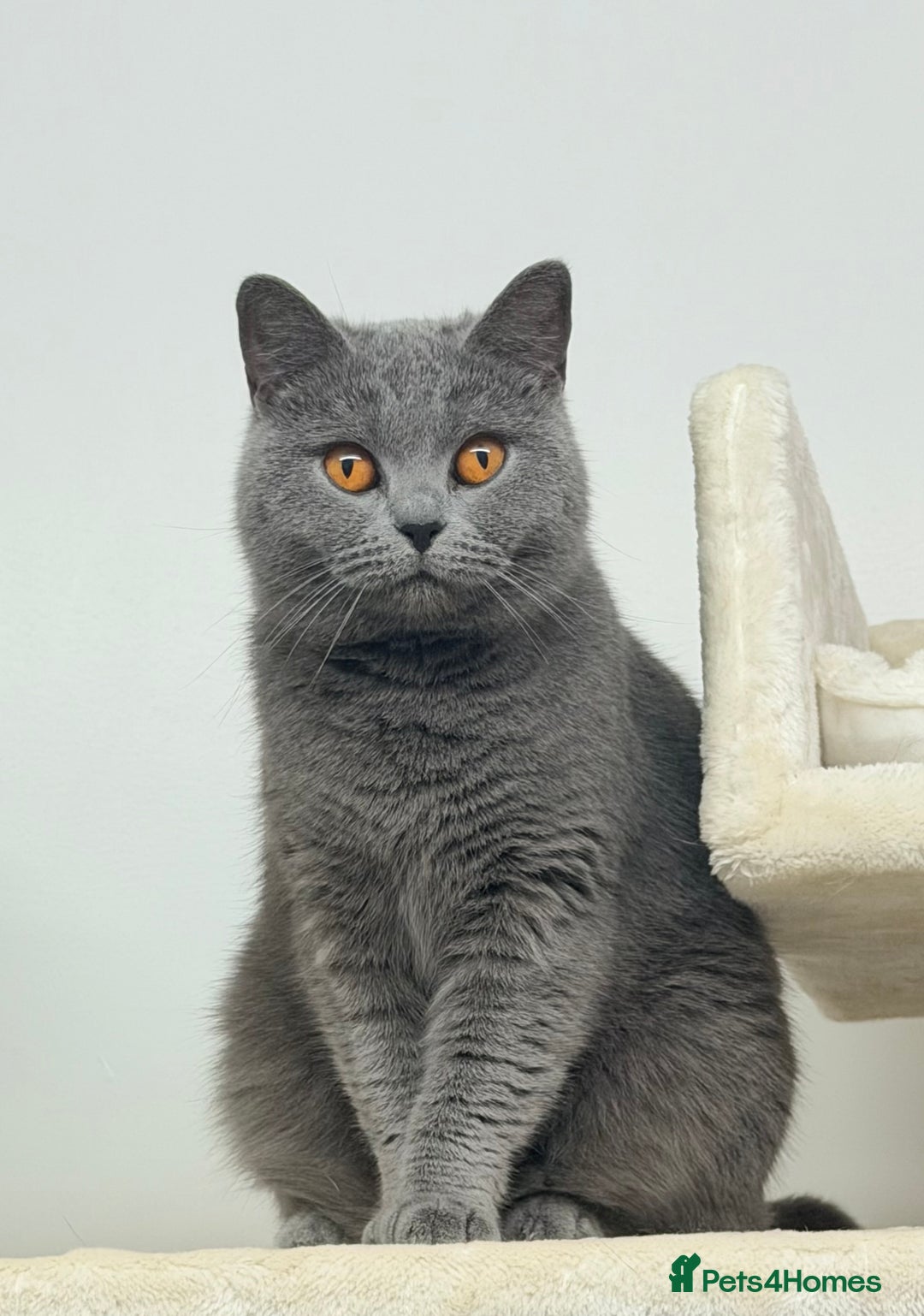 British Shorthair cats for sale: British Shorthair Girls Ready for Forever Homes - Advert 10