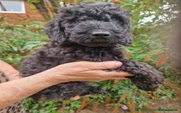 Cockapoo dogs for sale: 5 STAR SHOW TYPE COCKAPOO PUPPIES - Image 8