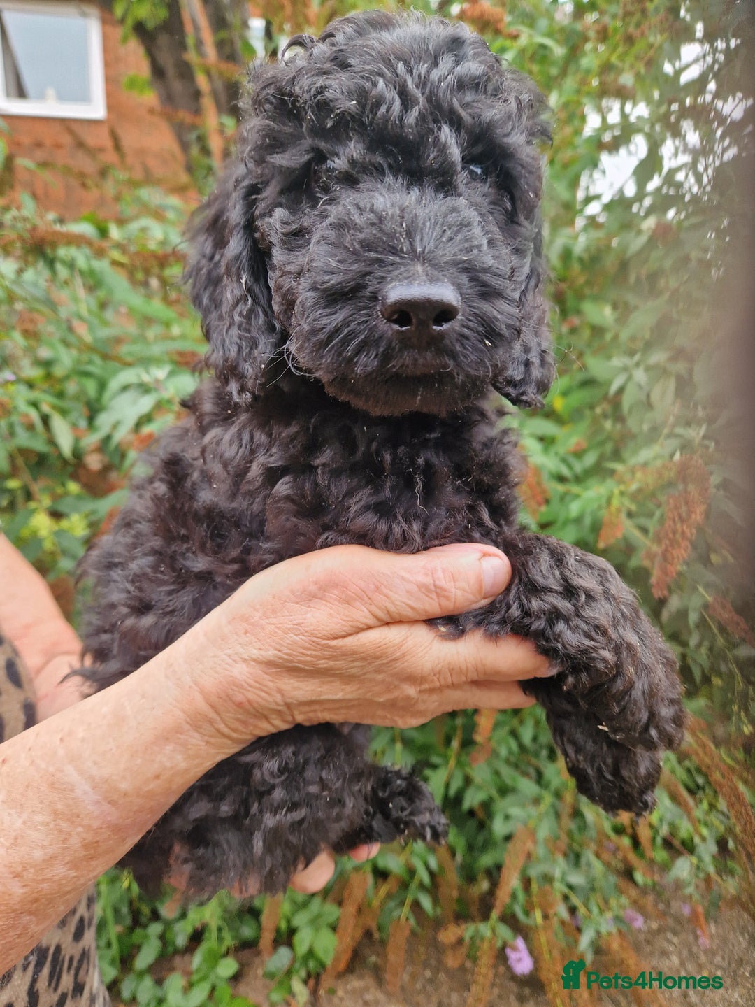 Cockapoo dogs for sale: 5 STAR SHOW TYPE COCKAPOO PUPPIES - Image 8
