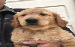 Golden Retriever dogs for sale: Quality Kc Reg. Golden retriever Puppies - Image 4