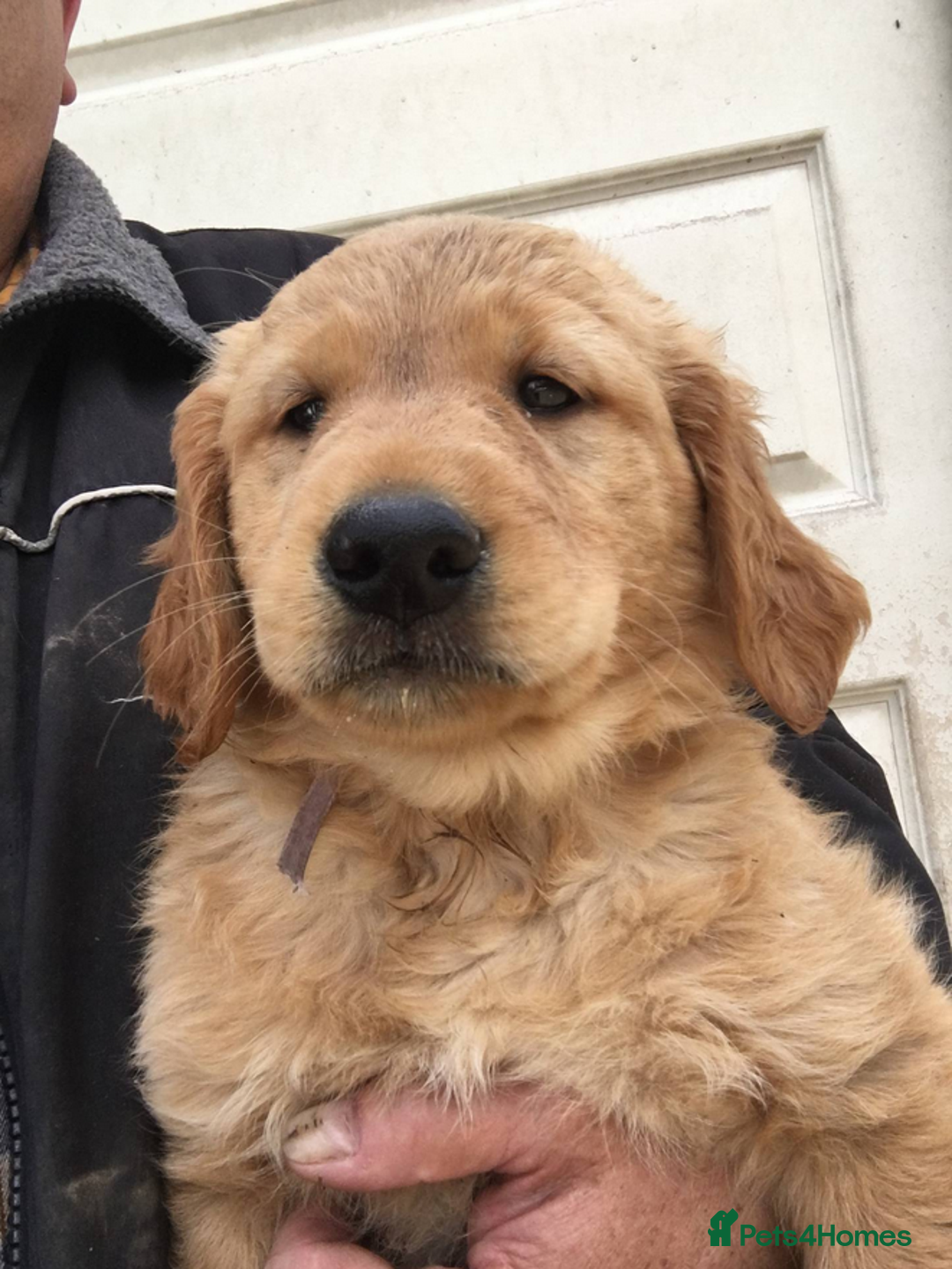 Golden Retriever dogs for sale: Quality Kc Reg. Golden retriever Puppies - Image 4