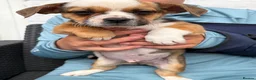 Mixed Breed dogs for sale: Narlas babies  - Advert 3