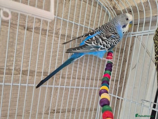 Budgerigars birds - Advert 23