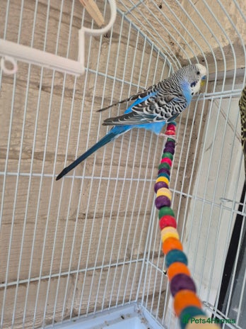 Budgerigars birds - Advert 17