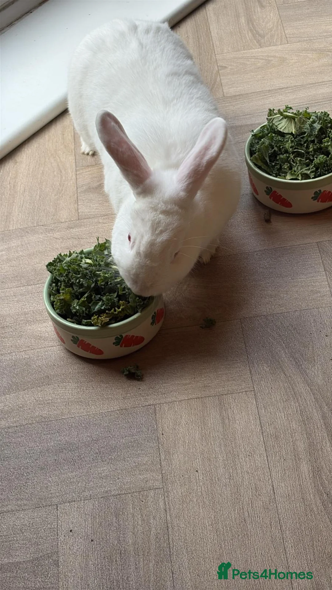 Mixed Breed rabbits for sale: 3Yr old Male & Female Rabbits - Advert 12