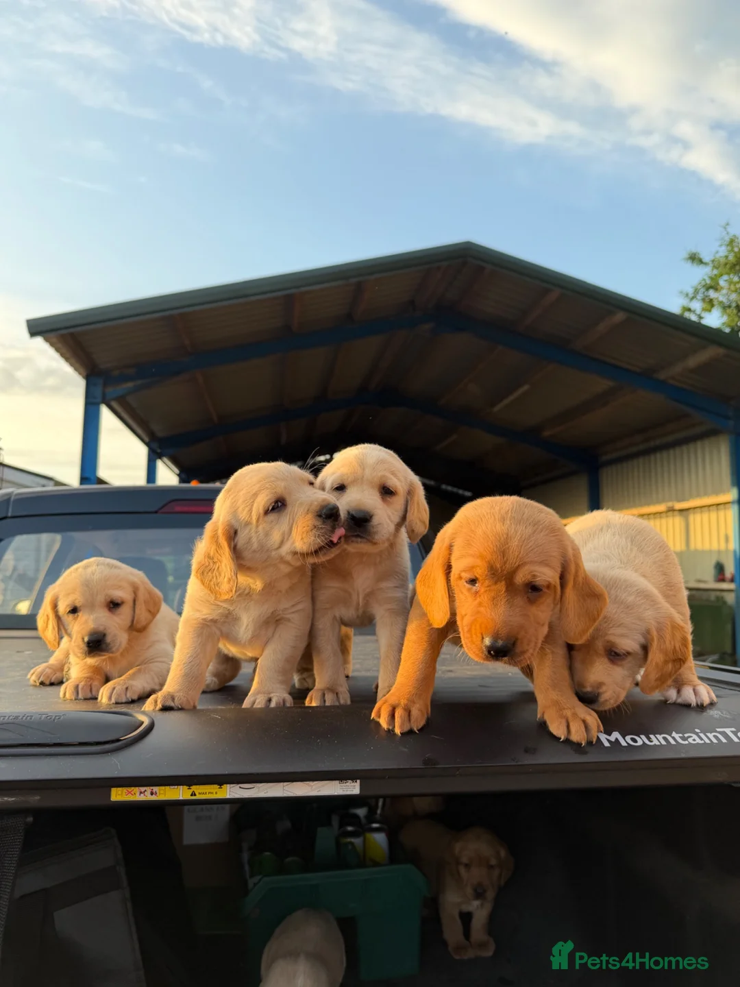 Cockerdor dogs for sale: Friendly Cockerdor pups🧡 in Preston - Advert 10