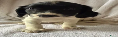 English Springer Spaniel Puppy 5