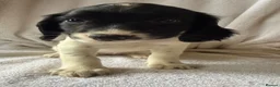 English Springer Spaniel dogs for sale: Springer Spaniel  - Advert 9