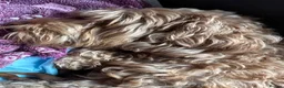 Cockapoo dogs for sale: 2 left Fox Red Stunning F2 Cockapoo  - Advert 10
