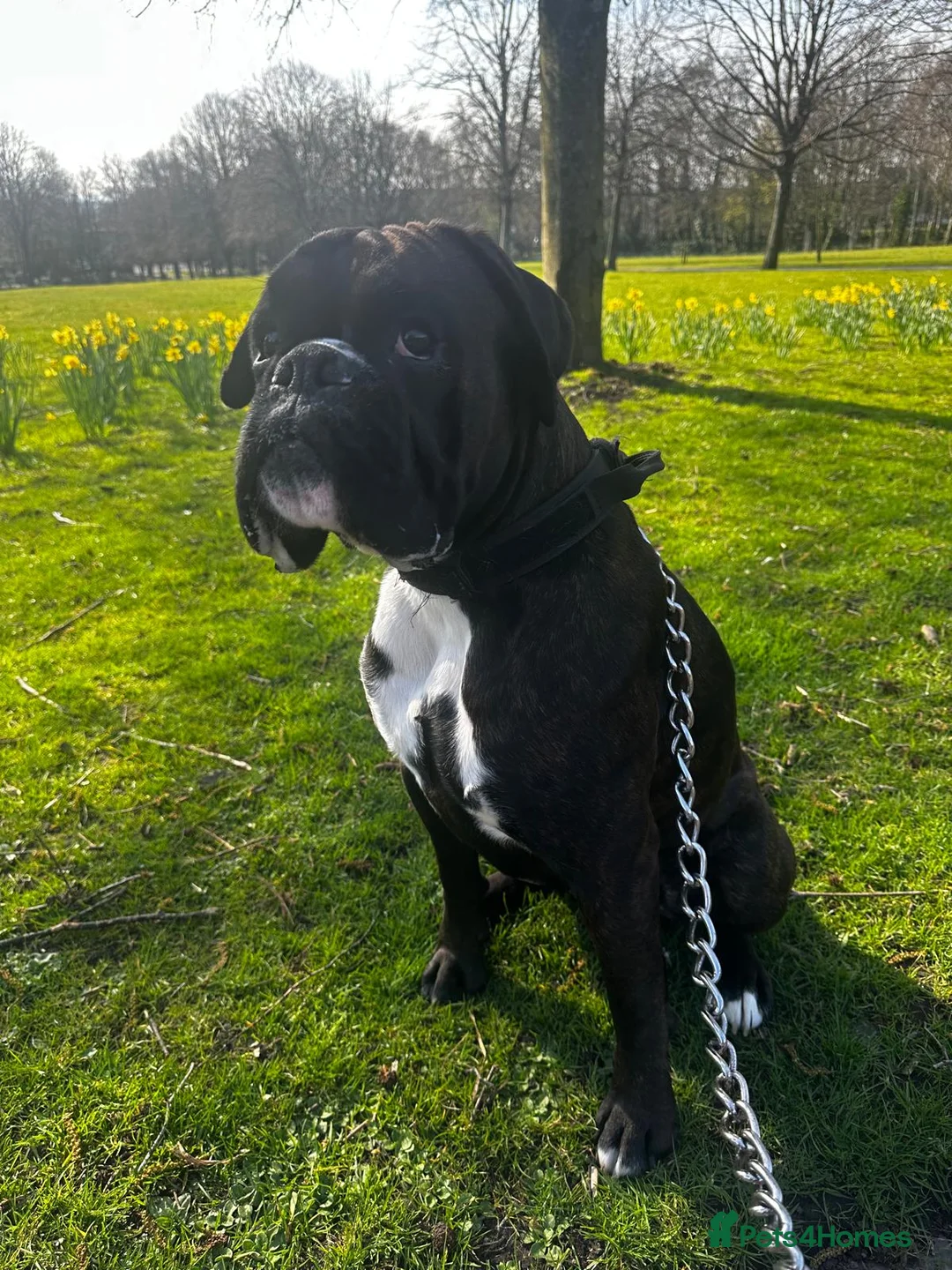 Boxer dogs for stud: Bóxer  - Advert 6