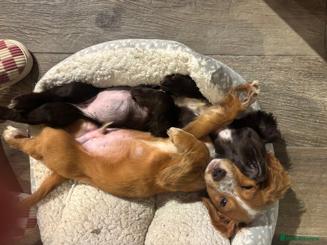 Cocker Spaniel dogs for sale: Two cocker spaniels - Advert 12