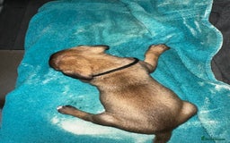 Mixed Breed dogs for sale: Cane corso X staff - Image 16