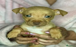 Mixed Breed dogs for sale: Siberian Husky x Pocket Bully's - Advert 10