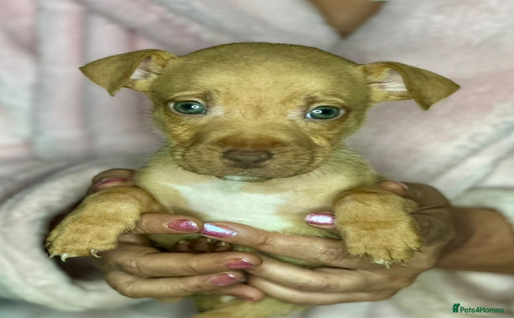 Mixed Breed dogs - Advert 2