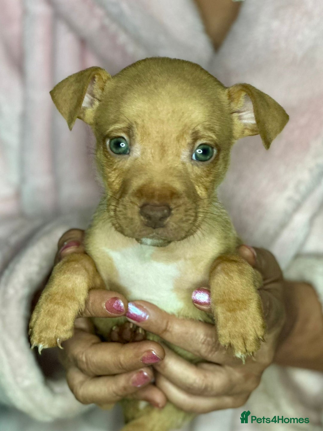 Mixed Breed dogs for sale: Siberian Husky x Pocket Bully's - Advert 10