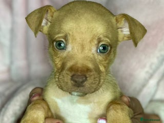 Mixed Breed dogs - Advert 11