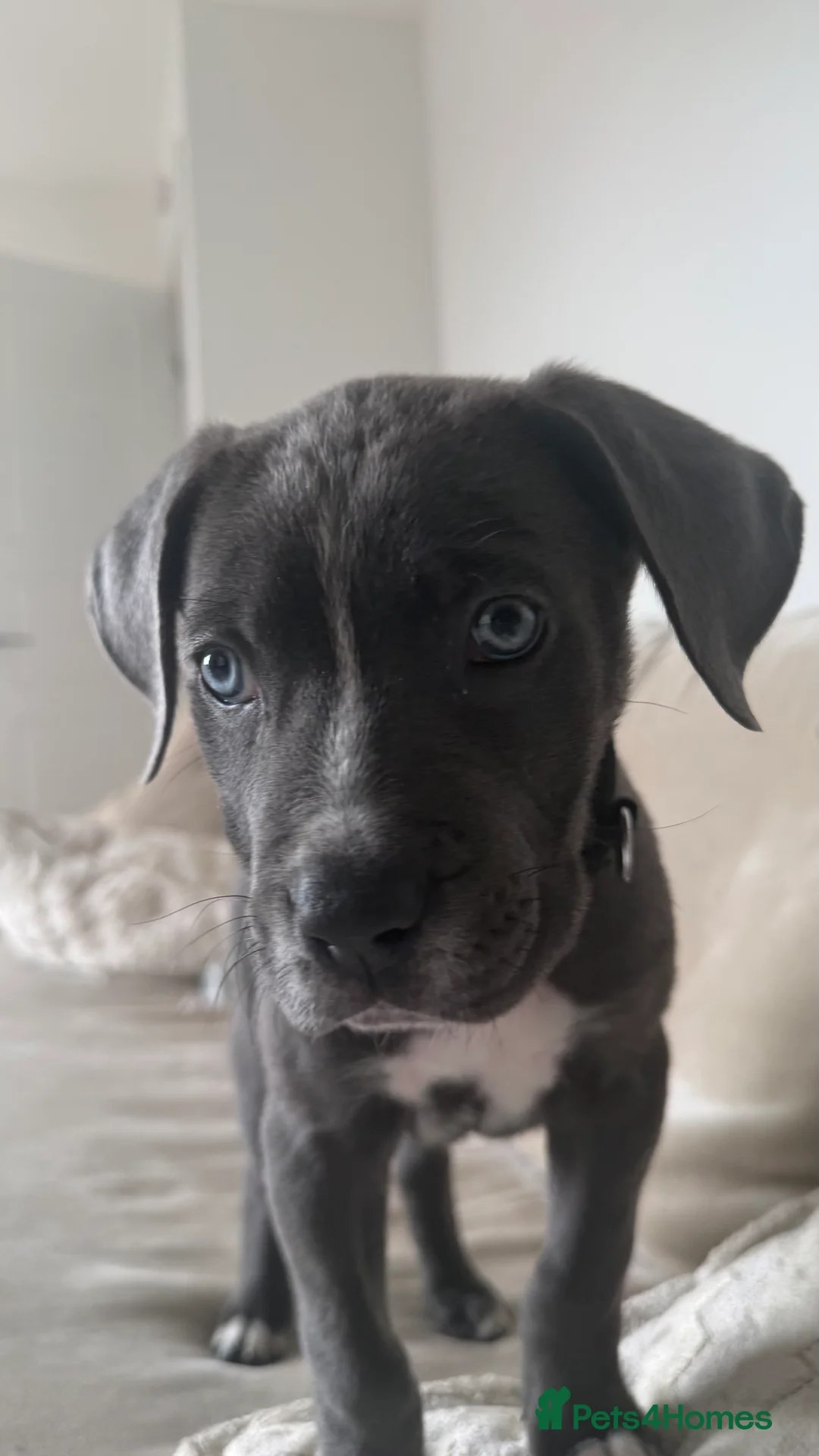 Cane Corso dogs for sale: Cane Corso puppy - Advert 2
