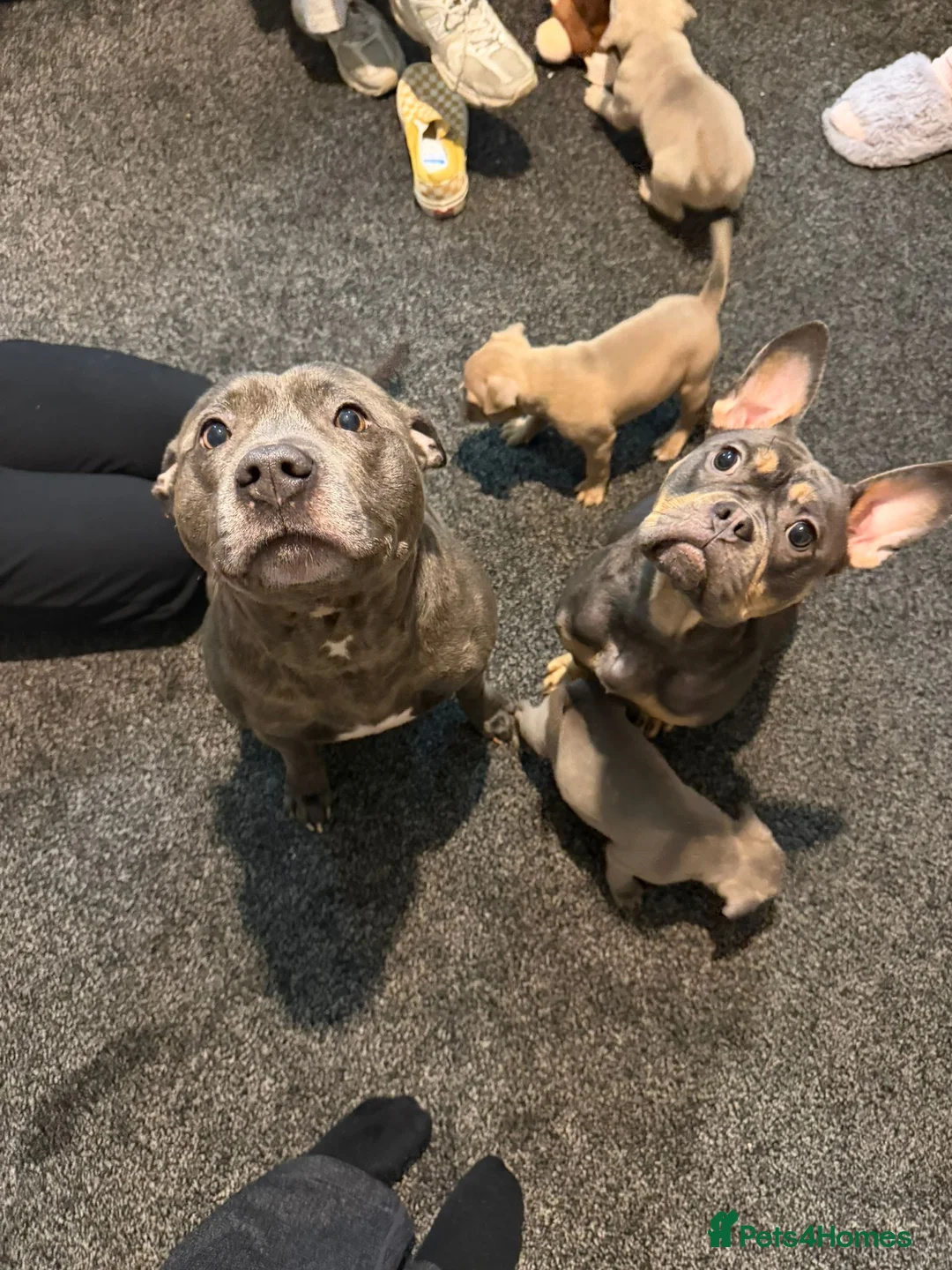 Mixed Breed dogs for sale: Puppy for sale - Advert 7