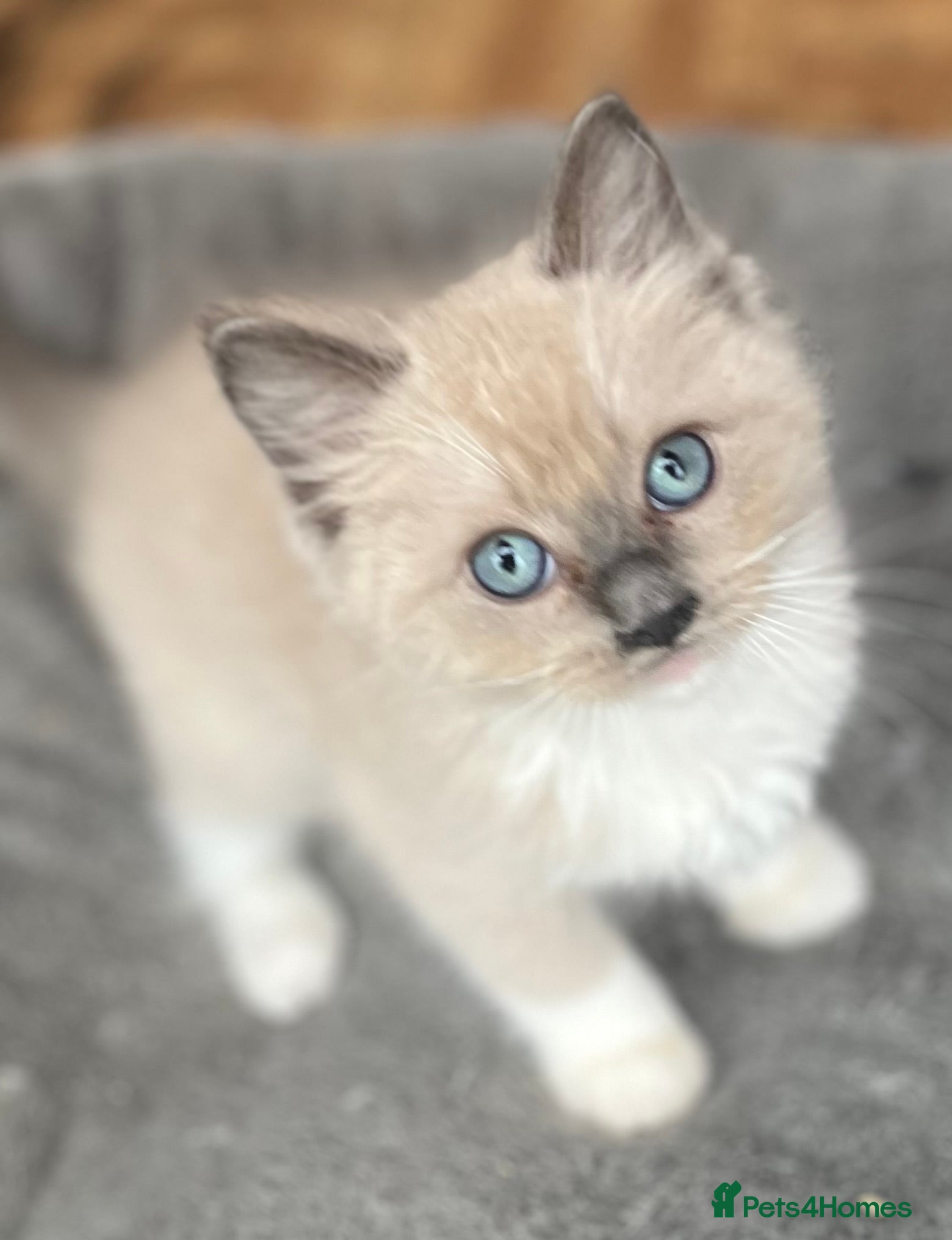 Ragdoll cats Full Pedigree Mink ragdoll male kitten  - Advert 12