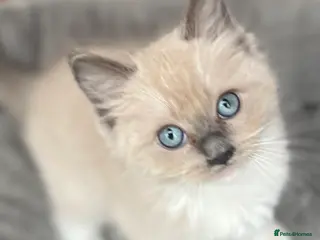 Ragdoll cats Full Pedigree Mink ragdoll male kitten - Advert 12
