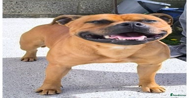 Staffordshire Bull Terrier dogs - Advert 10