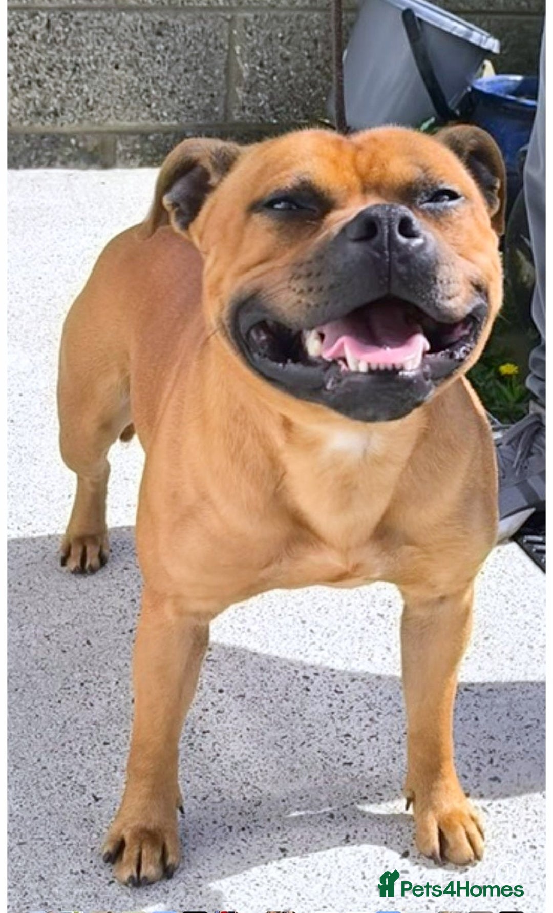 Staffordshire Bull Terrier dogs for stud: SCOOBY NOW AVAILABLE FOR STUD IN THE UK - Image 2