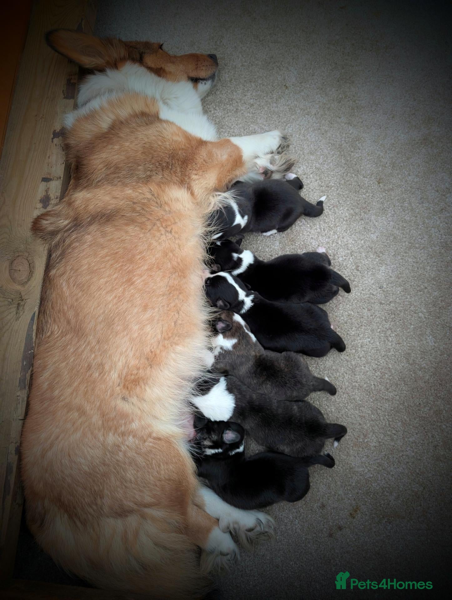 Welsh Corgi Cardigan dogs Cardiganshire puppies  - Advert 2
