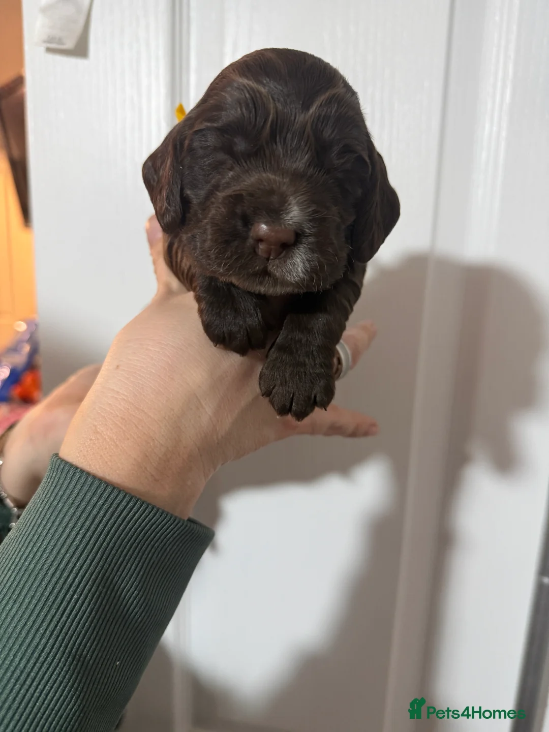 Cocker Spaniel dogs for sale: 3 Cocker Spaniel puppies. AVAILABLE TO VIEW - Advert 24