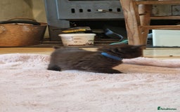 Maine Coon cats for sale: Beautiful Mainecoon X  9 kittens  - Image 33