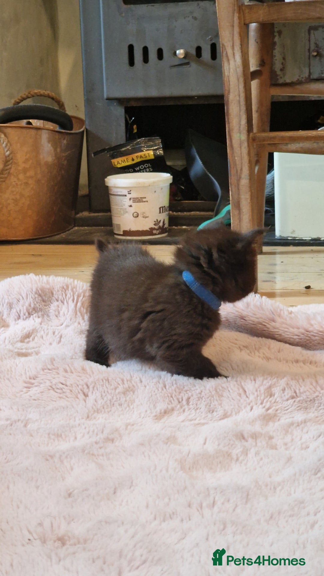 Maine Coon cats for sale: Beautiful Mainecoon X  9 kittens  - Image 33