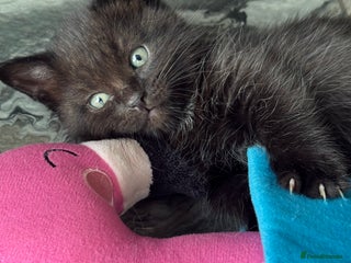 Munchkin cats - Advert 2