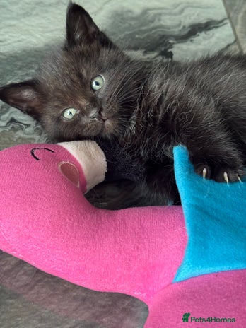 Munchkin cats - Advert 2