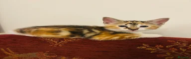 Mixed Breed 4